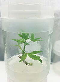 Cannabis Tissue Culture Propagation