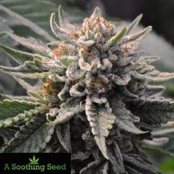 Phantom Cookies Domina Cannabis Seeds