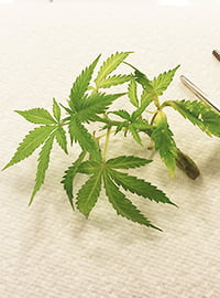 Cannabis Tissue Culture Propagation