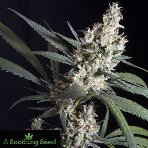 White Alien Cannabis Seeds