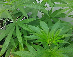 Recreational Cannabis Clones