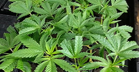legal cannabis clones