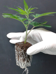 rooted cannabis clones