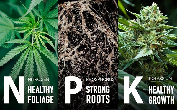 cannabis fertilizer