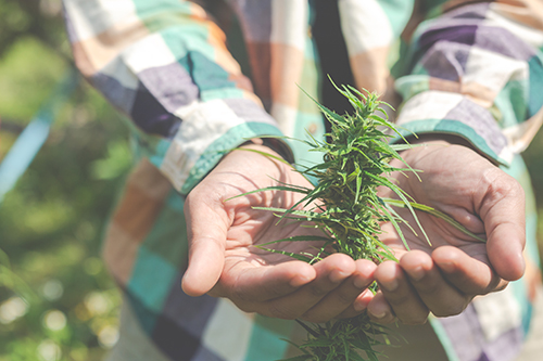 how to trim marijuana plants