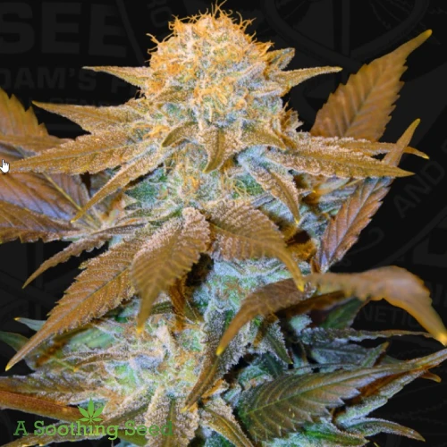 Critical Hog cannabis seeds
