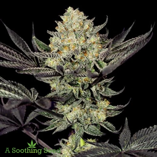 Face Off cannabis seeds