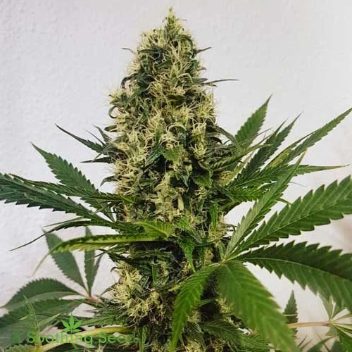 Fruit Slap cannabis seeds