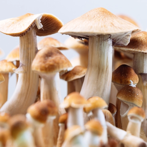 Thai Tanic Mushrooms